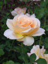 Apricot Nectar Rose