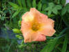 Special Daylily on the Plant