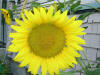 Stephen's Sunflower
