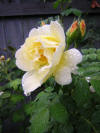 Yellow Rugosa Rose